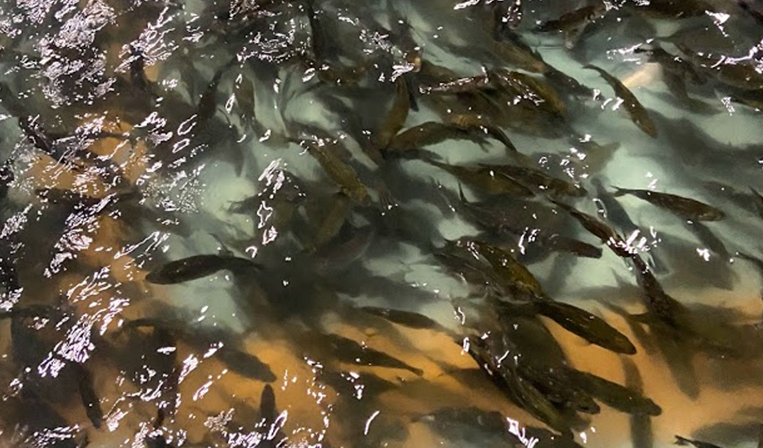 Sustainable Aquaculture Methods to Provide the Highest Quality Fish