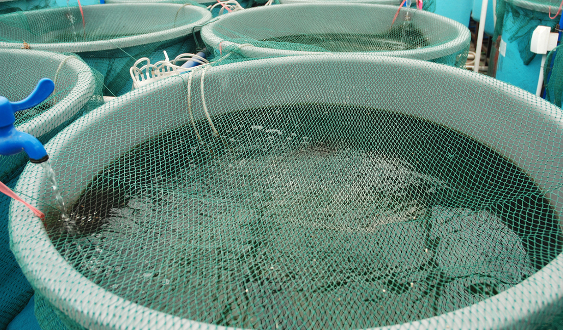 aquaculture fish farm.jpg