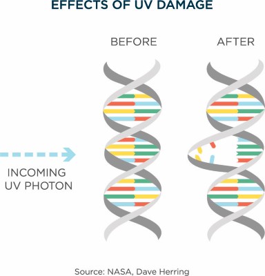 UV-Damage-DNA-RNA-V3.jpg