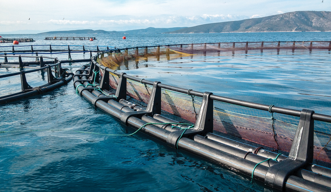 Ozone Technology in Fish Farming Process Solves Listeria Problem